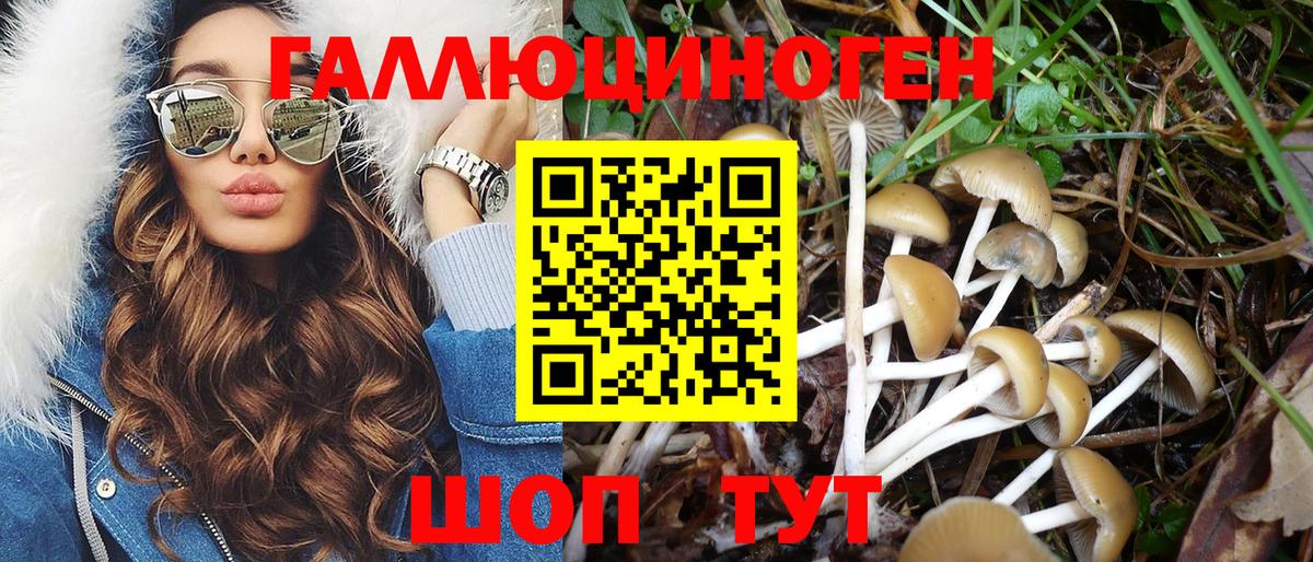 Галлюциногенные грибы Psilocybe Дагестанские Огни